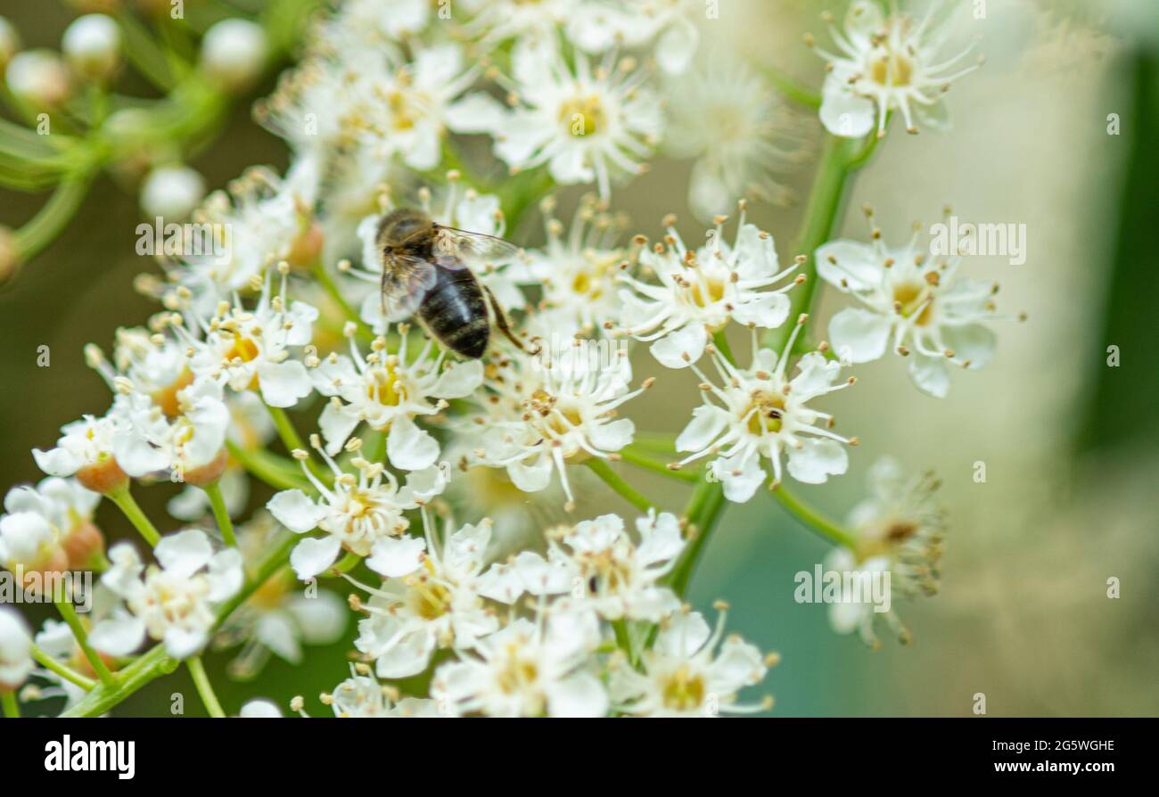 Honey Bee on Laurel flower, Summer, bee, pollinator, collecting nectar