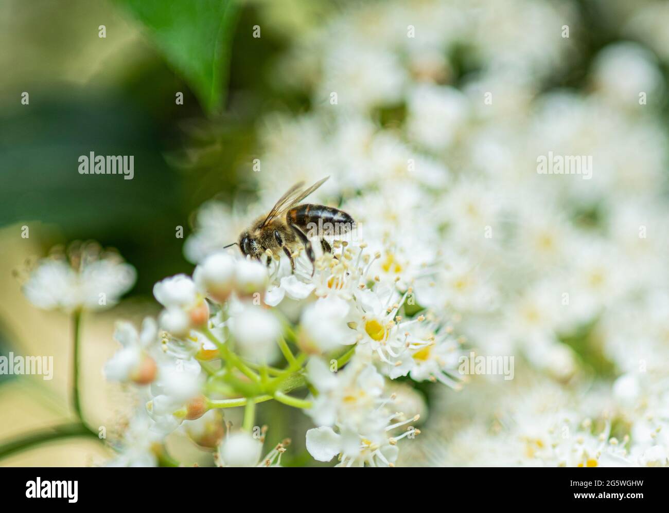 Honey Bee on Laurel flower, Summer, bee, pollinator, collecting nectar