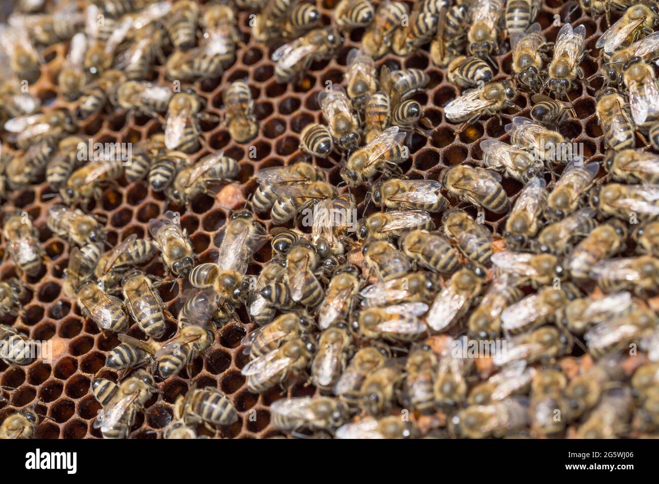 Honeycomb, bees, Honey in sealed and not sealed his cell and pollen - closeup Stock Photo