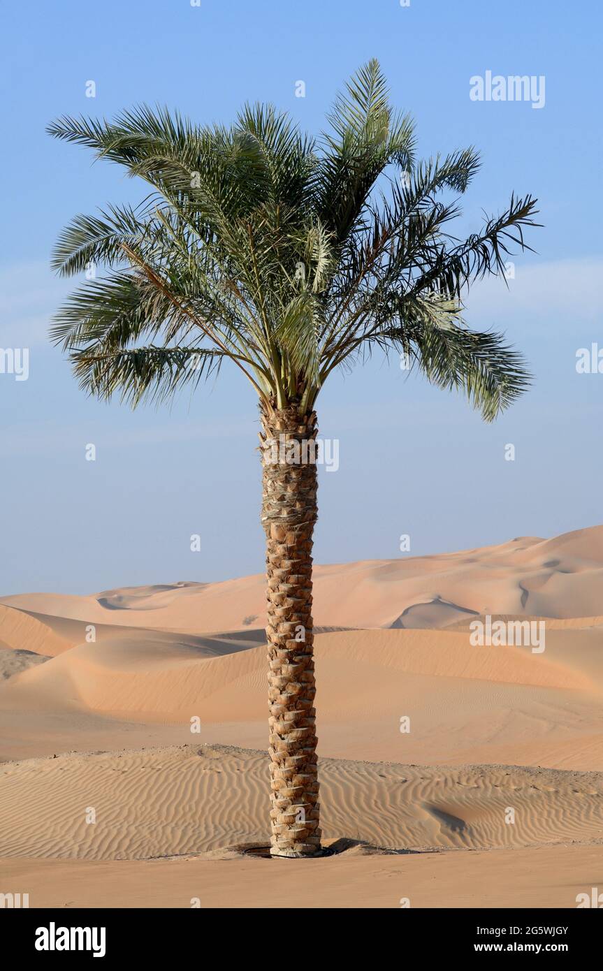 UNITED ARAB EMIRATES. ABU DHABI. PALM TREE IN THE DESERT OF LIWA. WITH