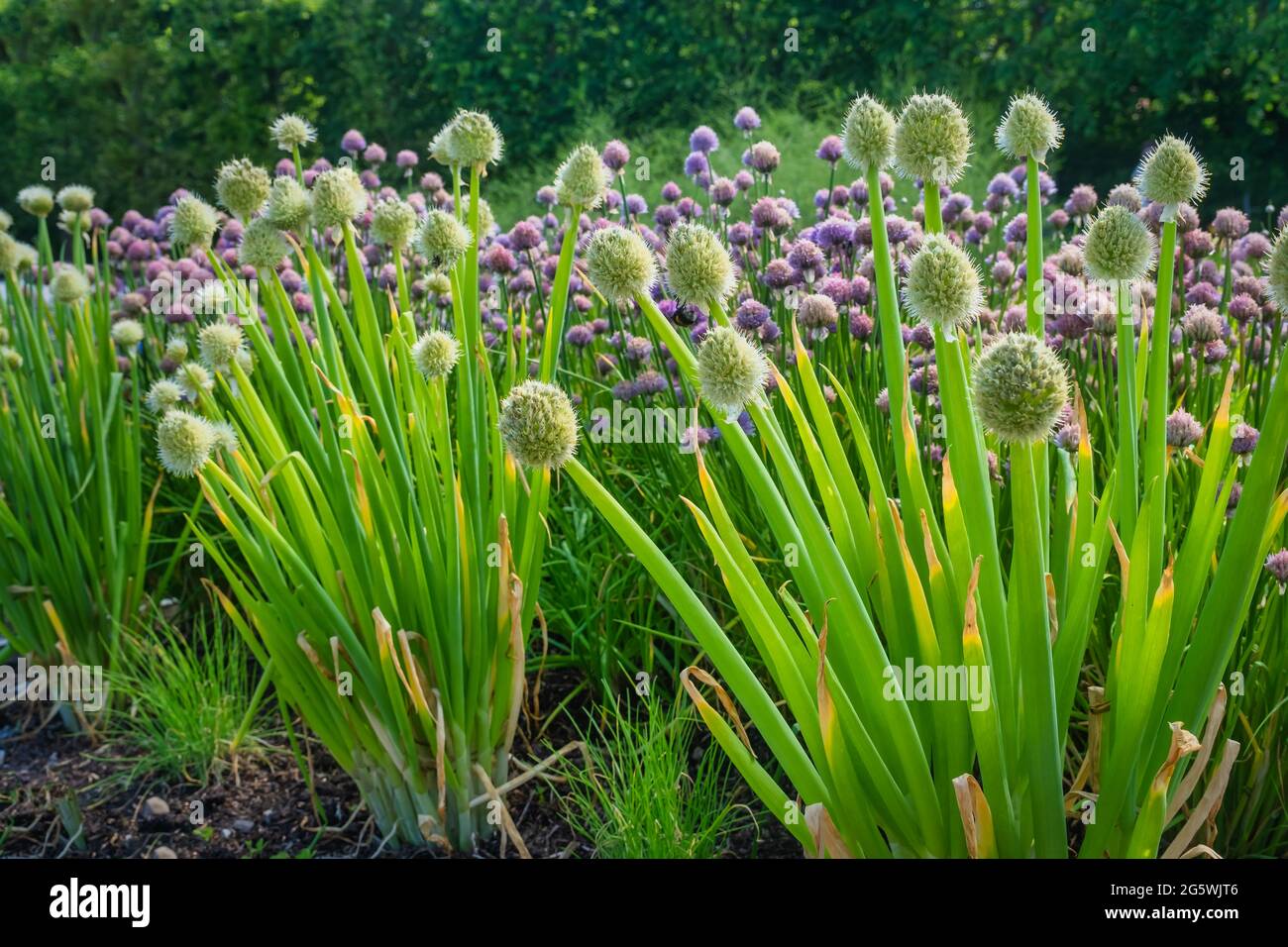 Allium Fistulosum leek in full flower Stock Photo