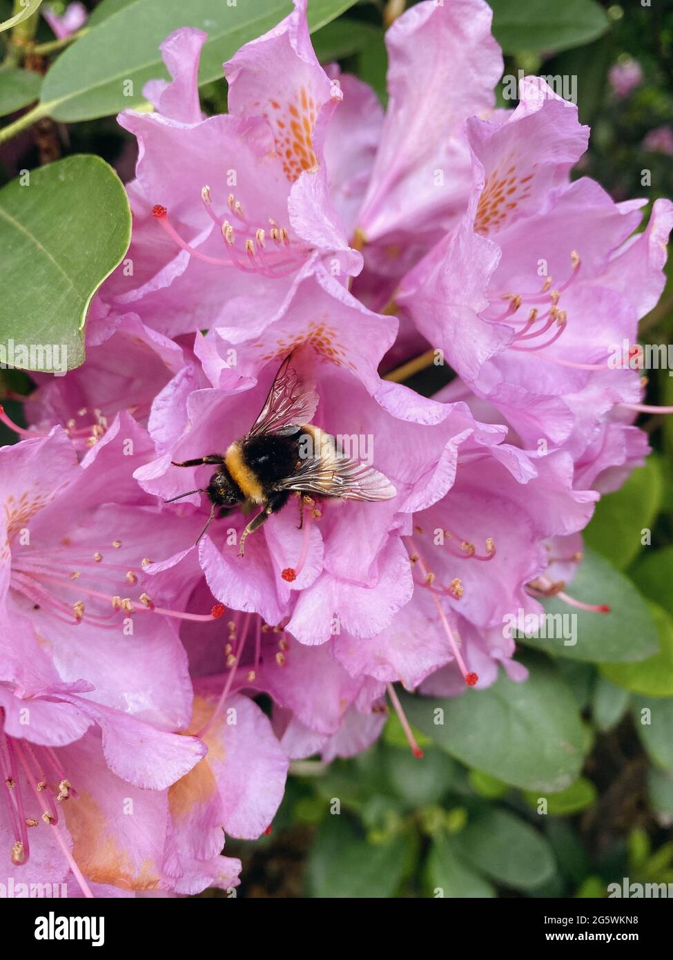Bumblebee collects the nectar of blooming rhododendrons. Stock Photo