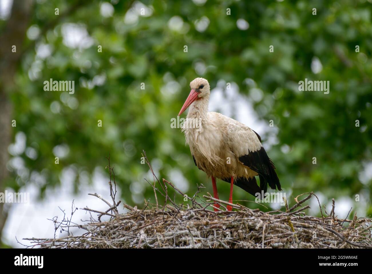 White Stork on nest in Spring breeding season in Marais Poitevin, Charente Maritime, France Stock Photo