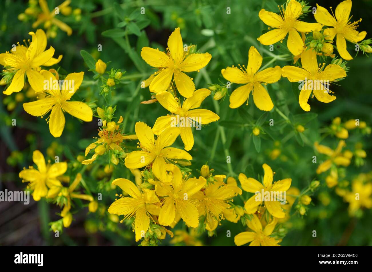 Yellow flowers of hypericum perforatum as a blooming background. Flowering herbaceous perennial plant used in folk medicine. Stock Photo