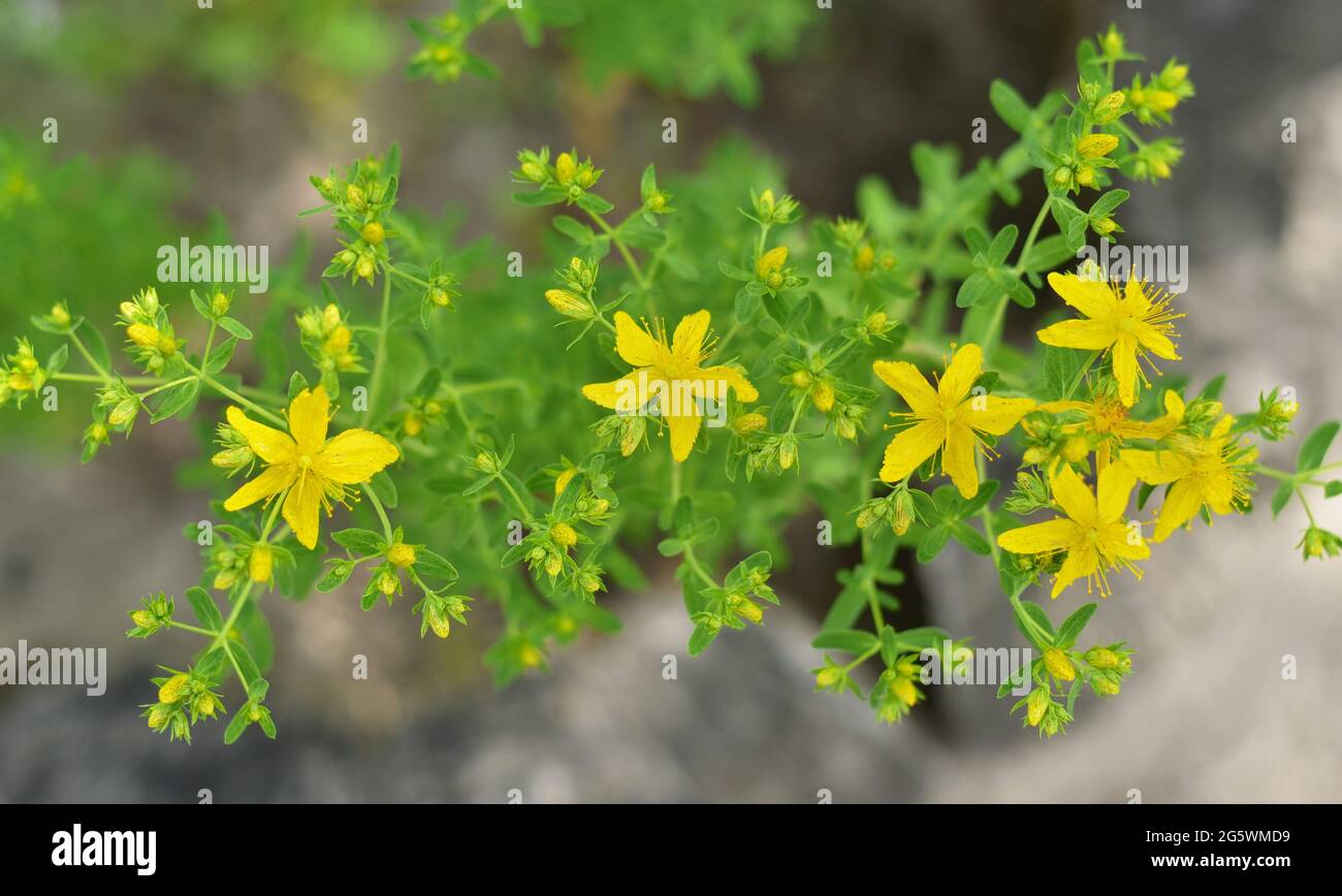 St John's wort or Hypericum perforatum - wild flowering herbaceous plant used in folk medicine. Stock Photo
