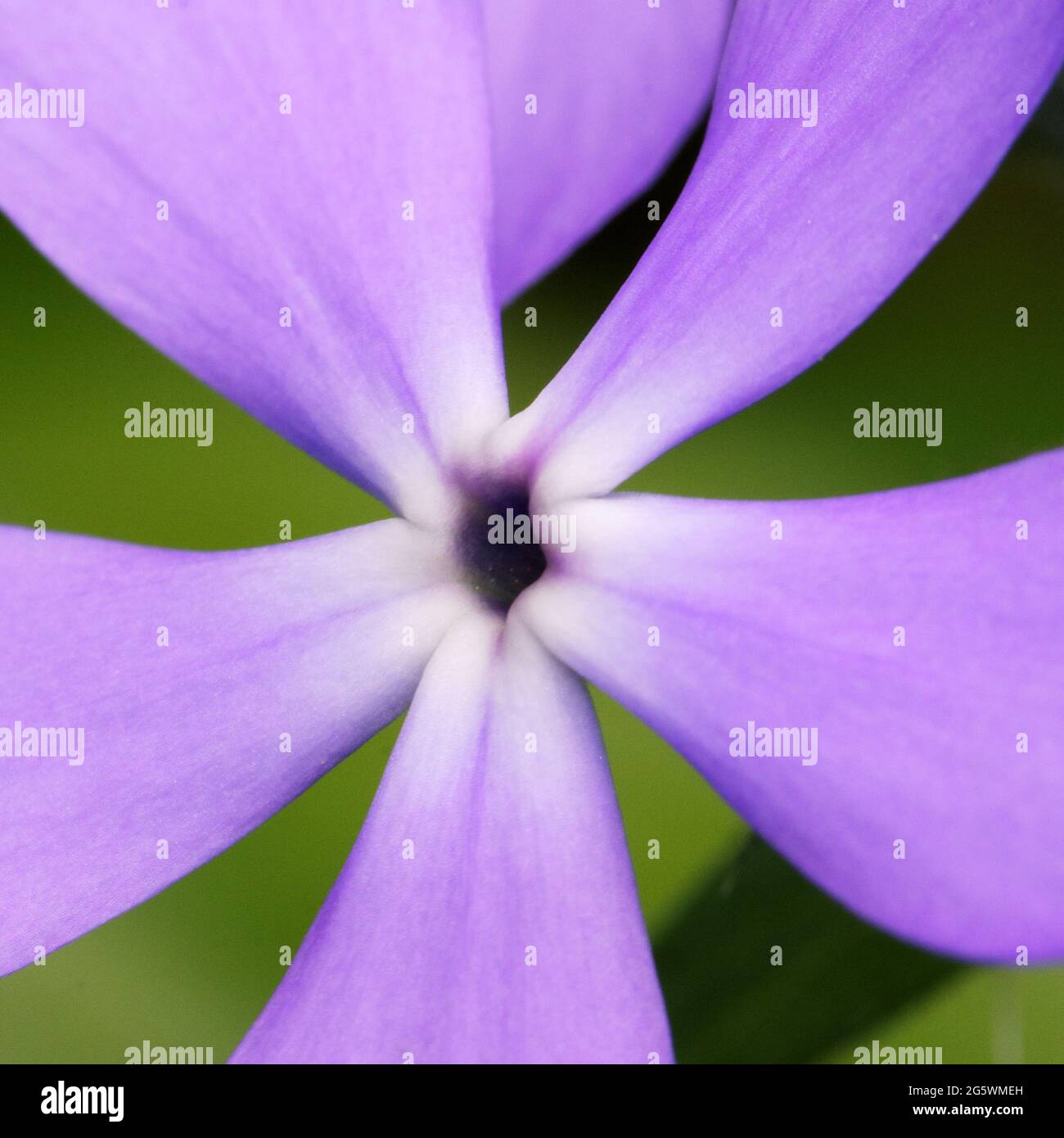 My Image 12
