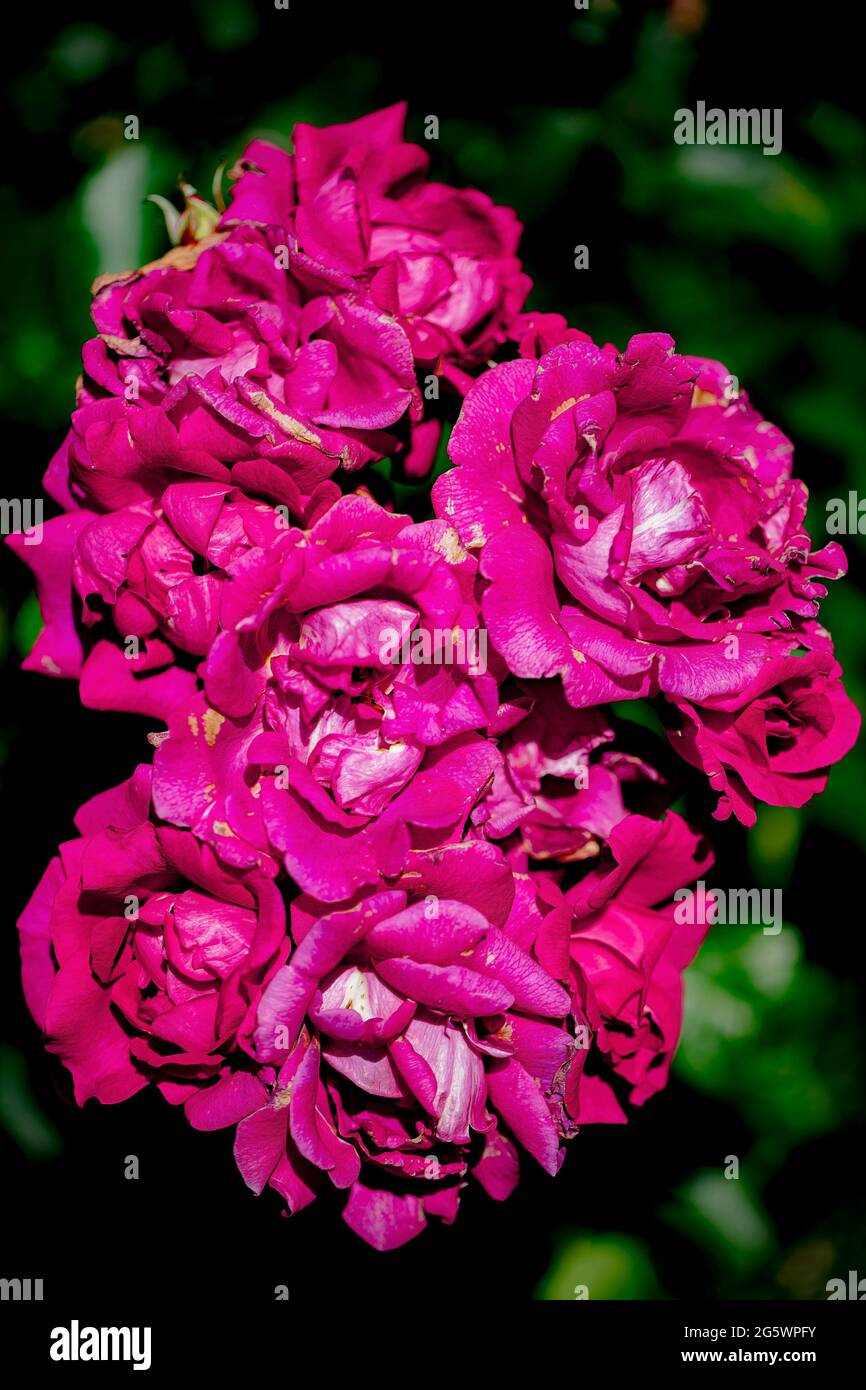 View of Hot Pants floribunda rose with hot deep pink semi double flowers with a reverse of silvery white on the petals. Stock Photo