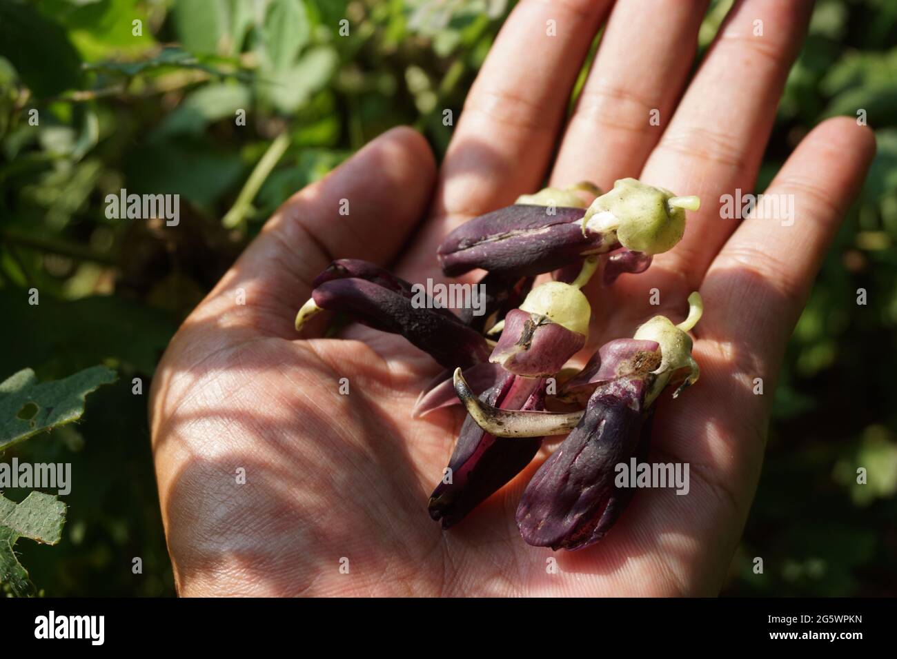 Velvet bean flower. Indonesian call velvet bean with benguk Stock Photo