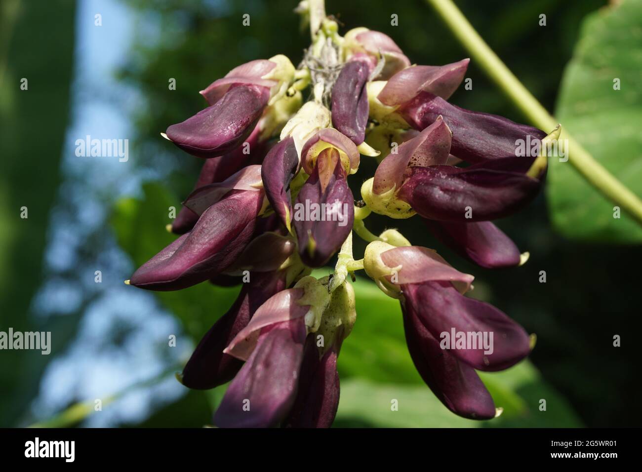 Velvet bean flower. Indonesian call velvet bean with benguk Stock Photo