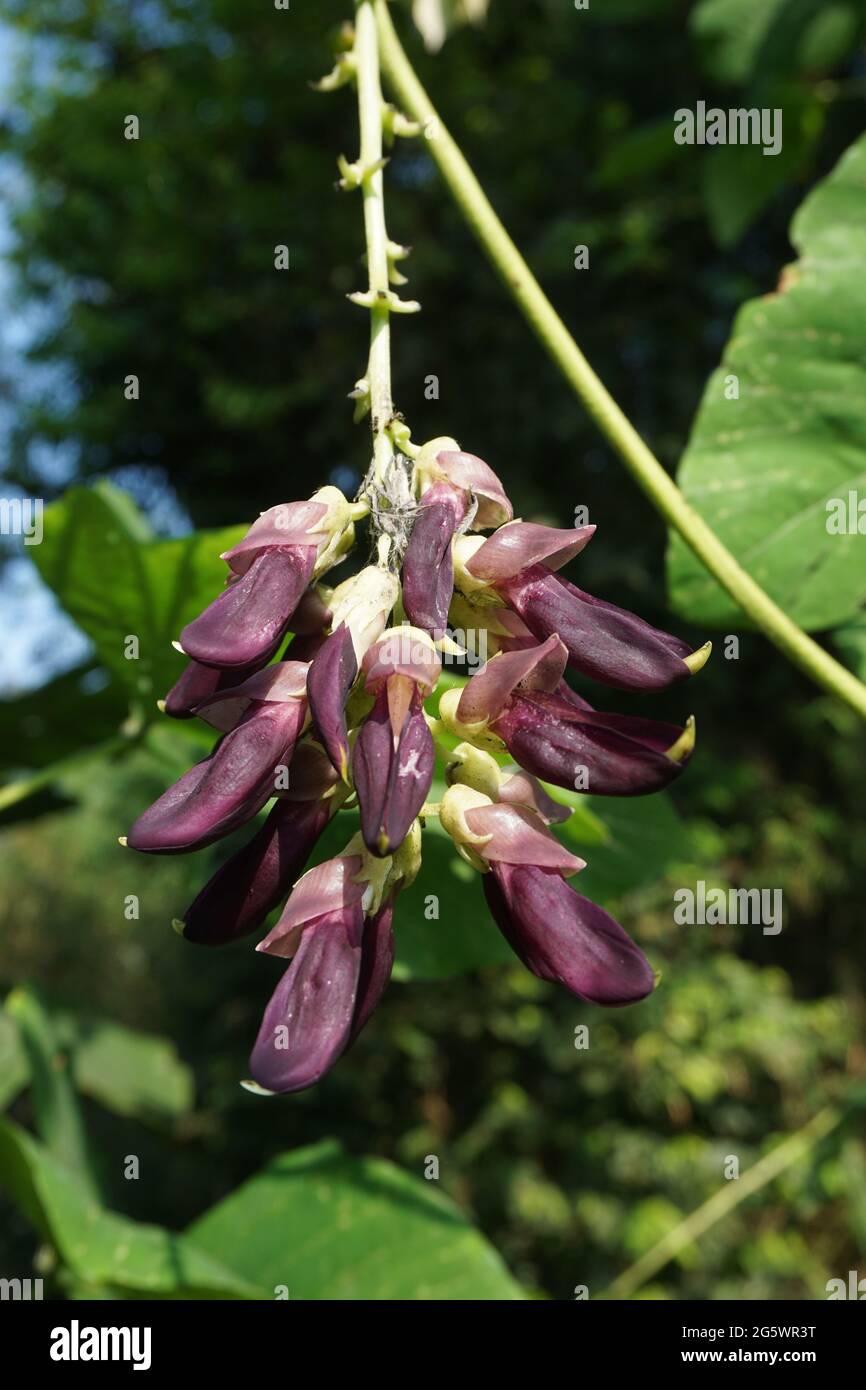 Velvet bean flower. Indonesian call velvet bean with benguk Stock Photo