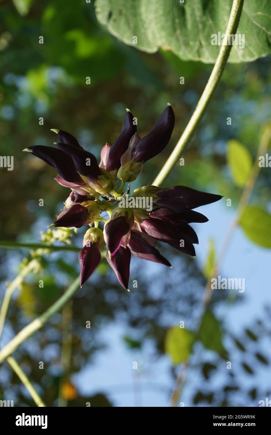 Velvet bean flower. Indonesian call velvet bean with benguk Stock Photo