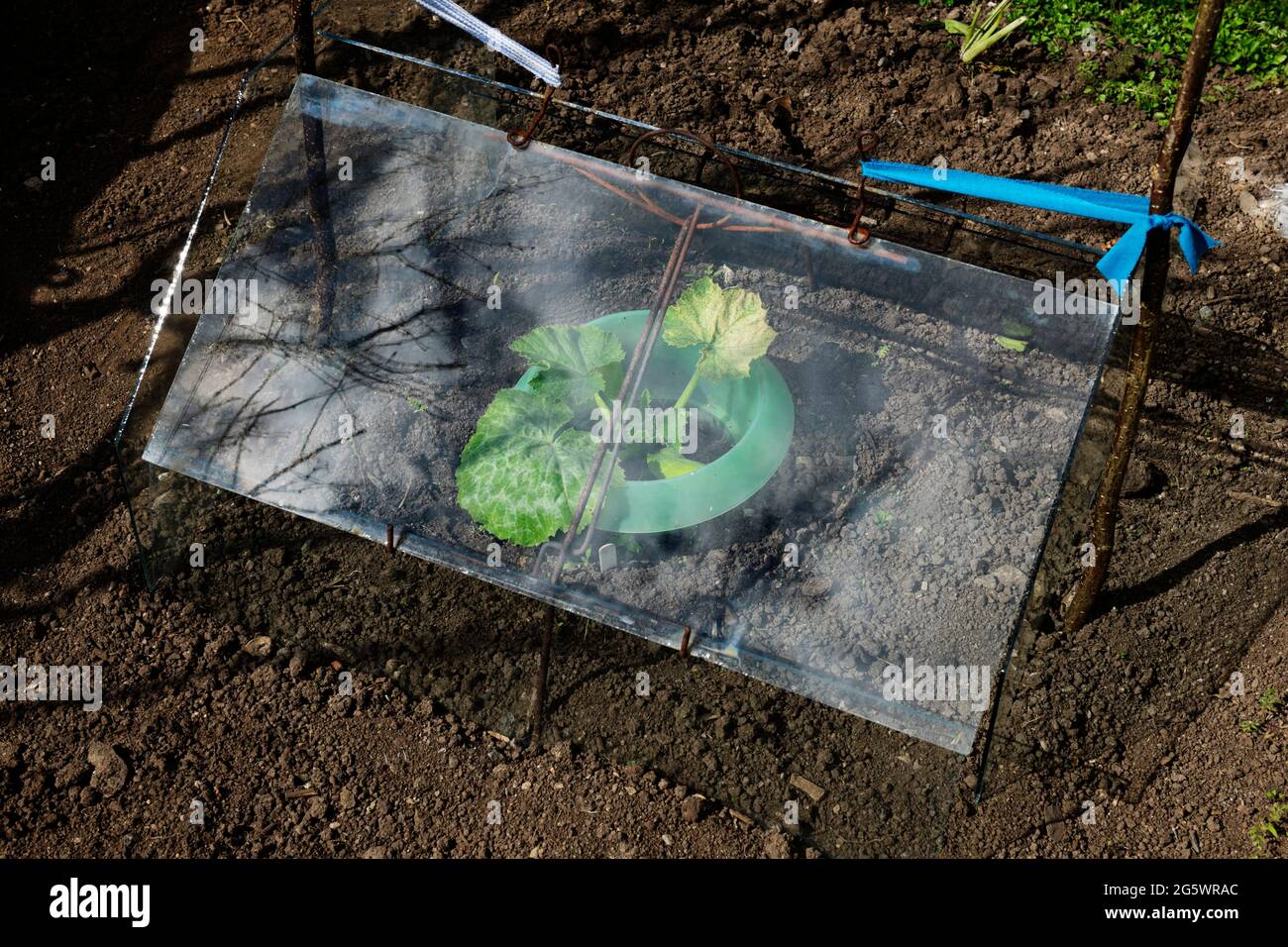 Young courgette plant under glass cloche. One leaf showing yellowing caused by sharp frost penetrating through top vent not being closed at night. Stock Photo