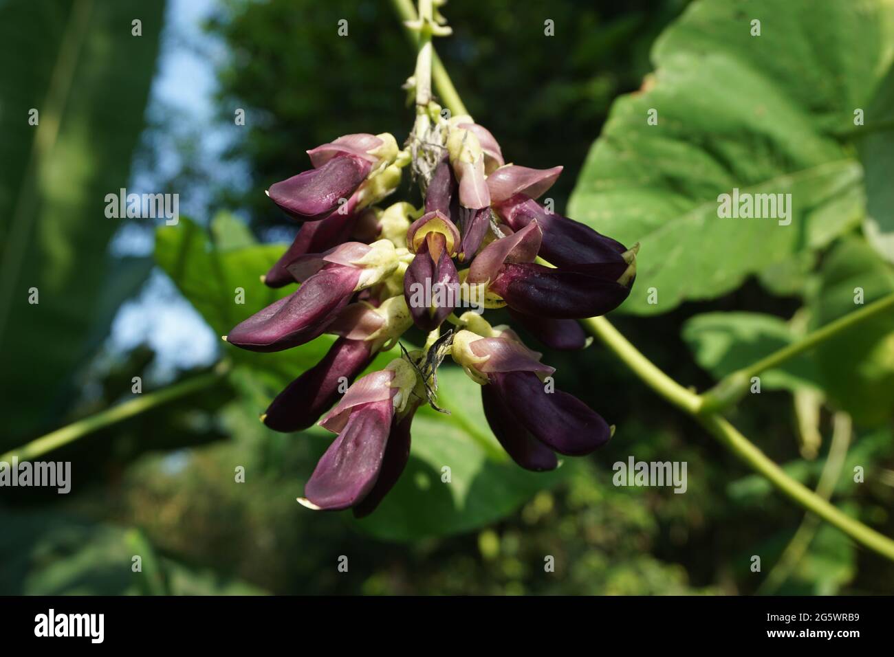 Velvet bean flower. Indonesian call velvet bean with benguk Stock Photo