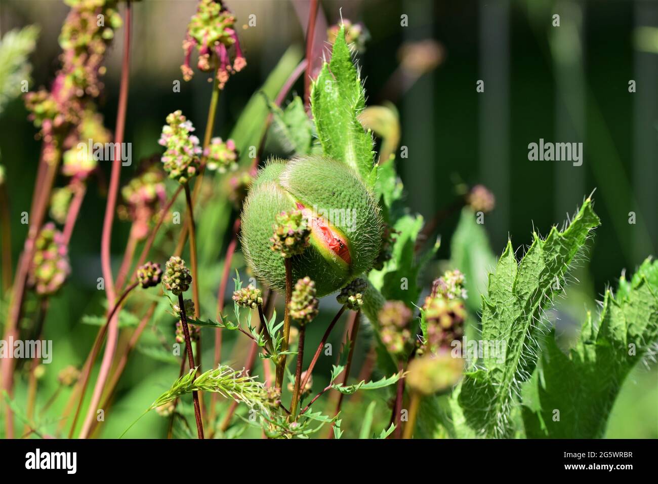 Green poppy bud starts to open in a flower bed Stock Photo