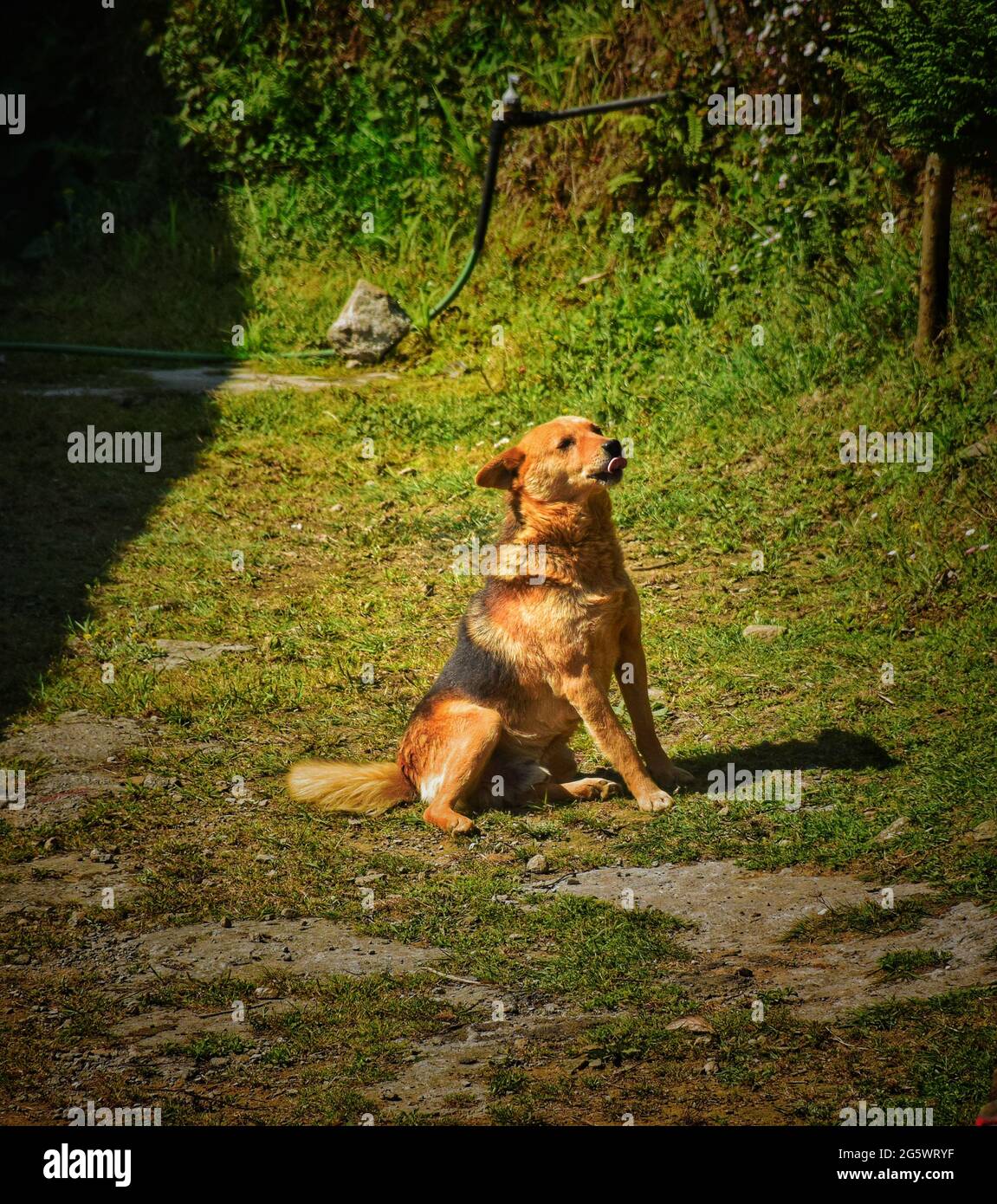 mountain dog Stock Photo