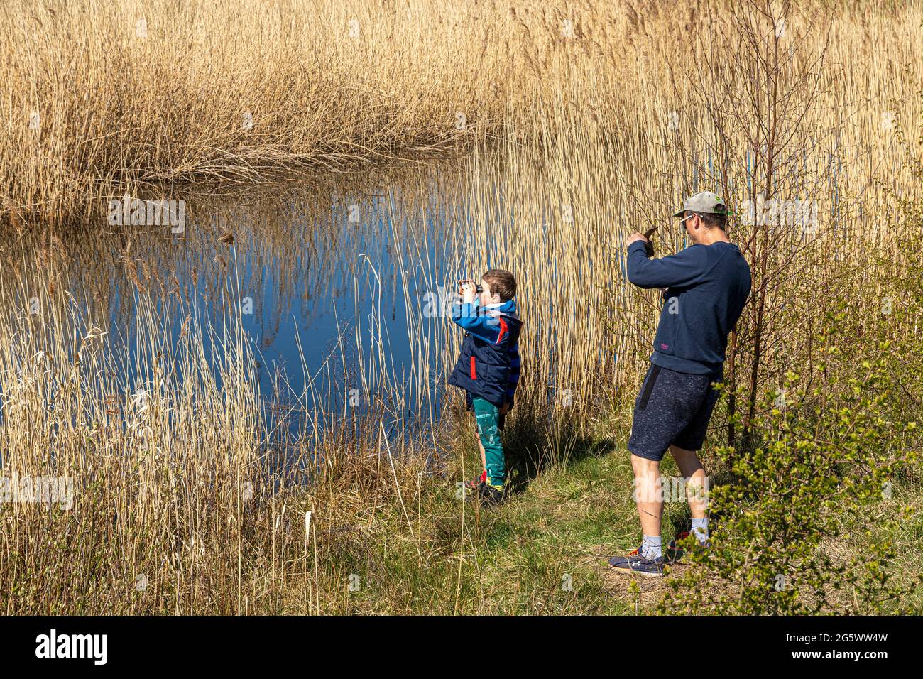 A father photographing his 5 year old son looking for wildfowl in the reedbeds at St Aidans RSPB Nature Reserve near Castleford, West Yorkshire UK Stock Photo