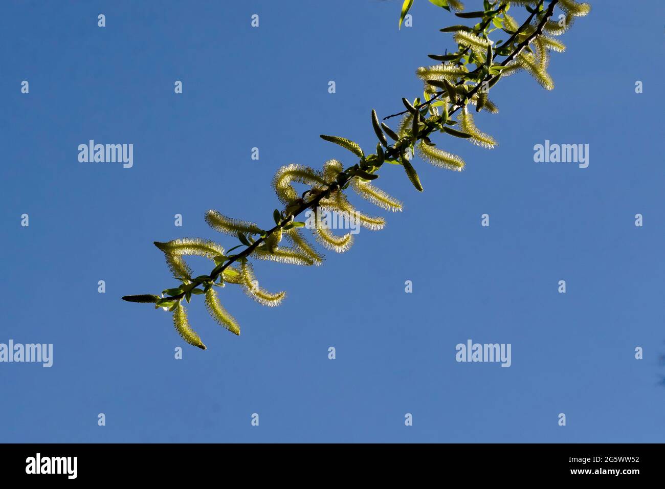 Leaves and inflorescence of a white willow Salix alba in spring, Sofia, Bulgaria Stock Photo