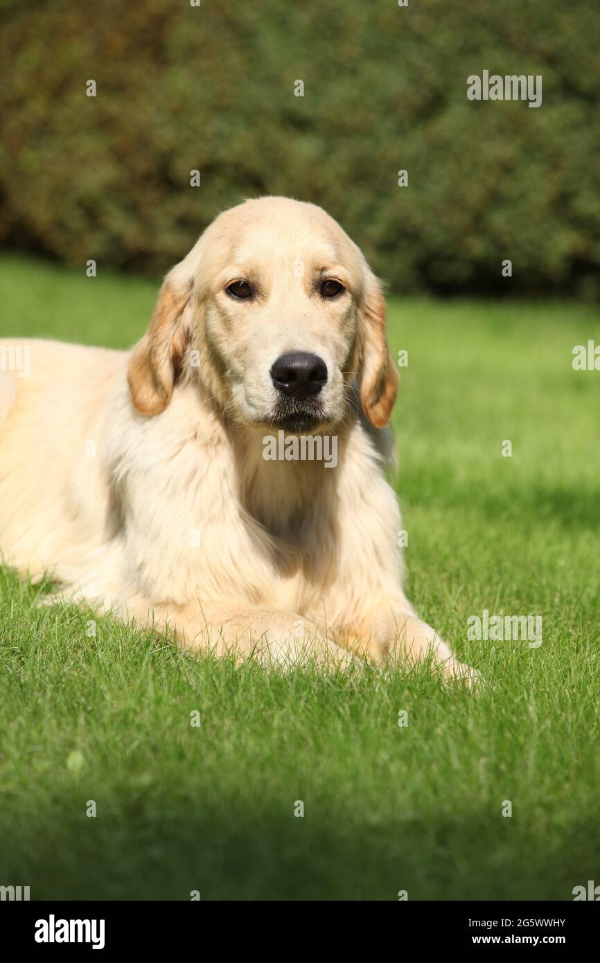 Golden retriever in garden hi-res stock photography and images - Alamy