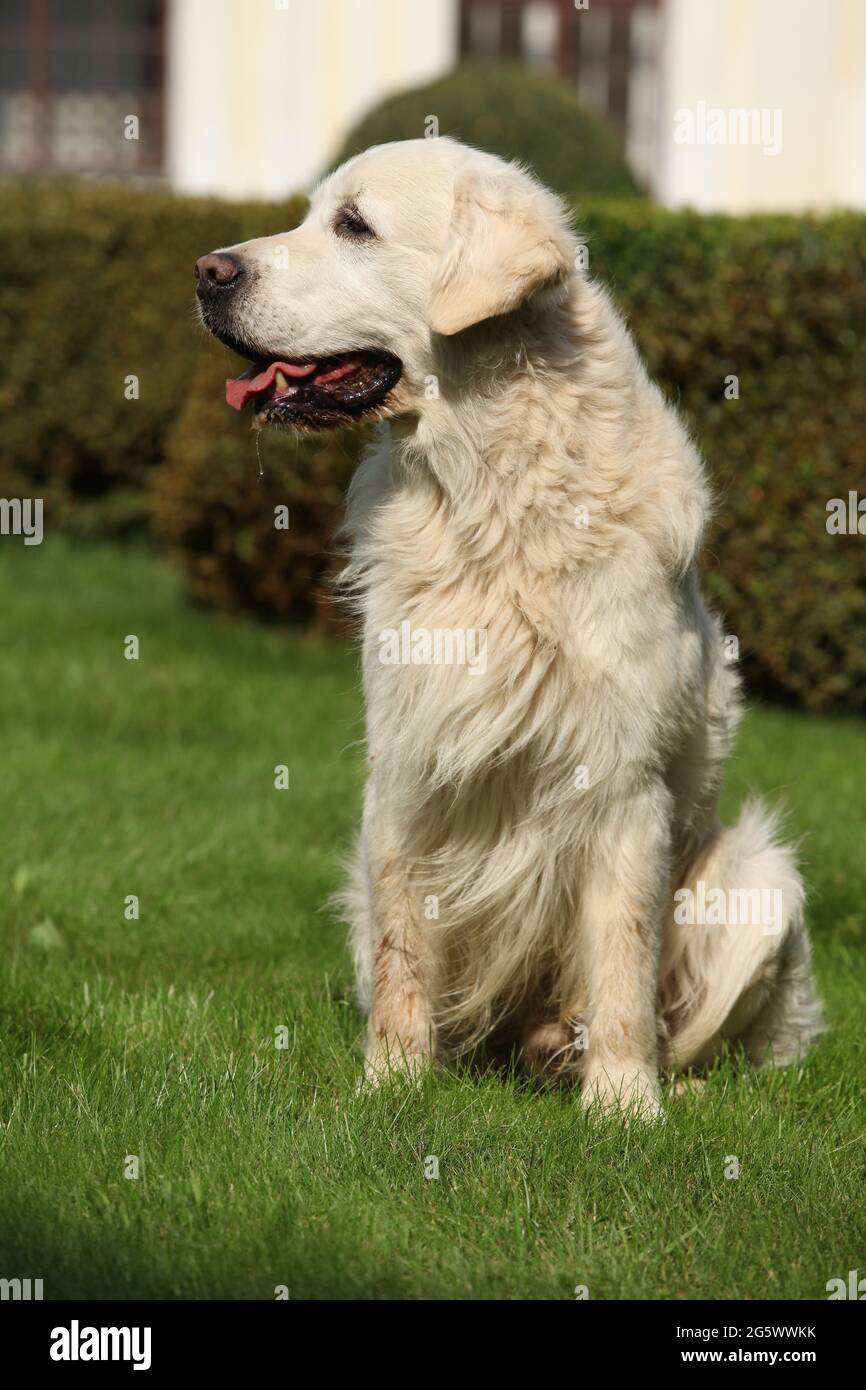 Beautiful golden retriever sitting in the garden Stock Photo - Alamy