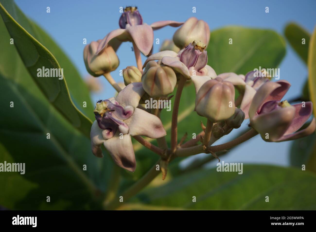 Calotropis gigantea (Giant calotrope, Biduri, crown flower) with a natural background. Each flower consists of five pointed petals and a small 'crown' Stock Photo