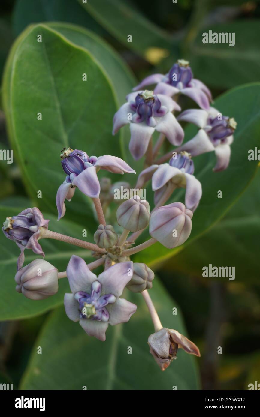Calotropis gigantea (Giant calotrope, Biduri, crown flower) with a natural background. Each flower consists of five pointed petals and a small 'crown' Stock Photo