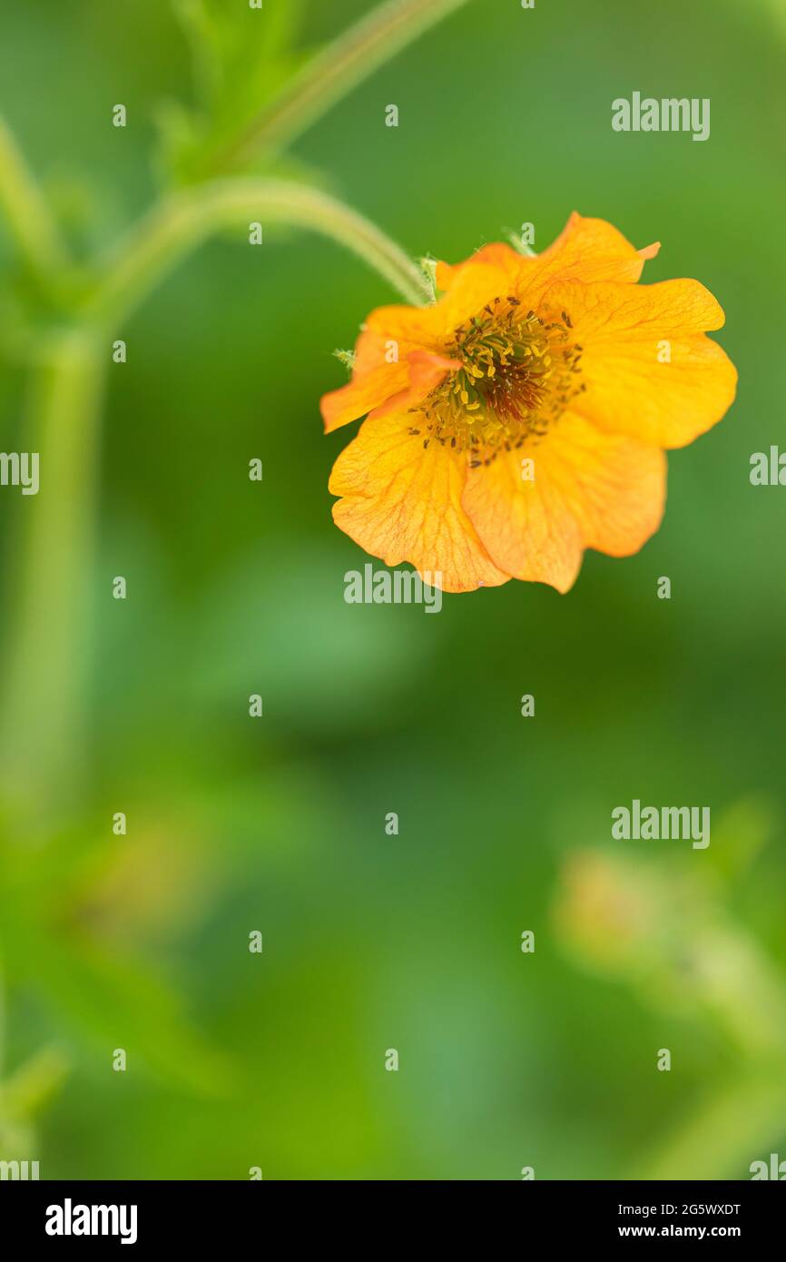 Close up a a single orange Geum called Totally Tangerine against a blurred green background, summer flowering in the UK Stock Photo