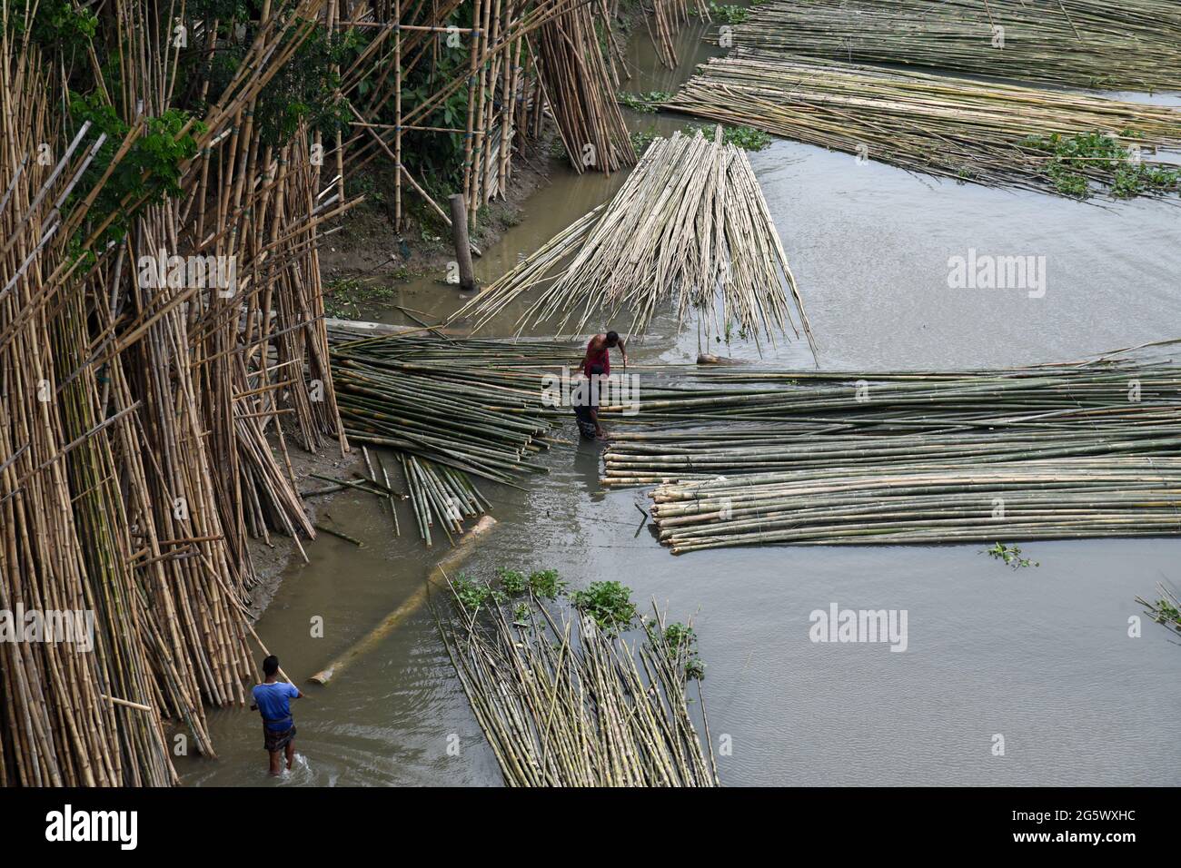 Bamboo sticks are seen on a Bamboo market in Bangladesh, on 30 June 2021 Stock Photo Alamy