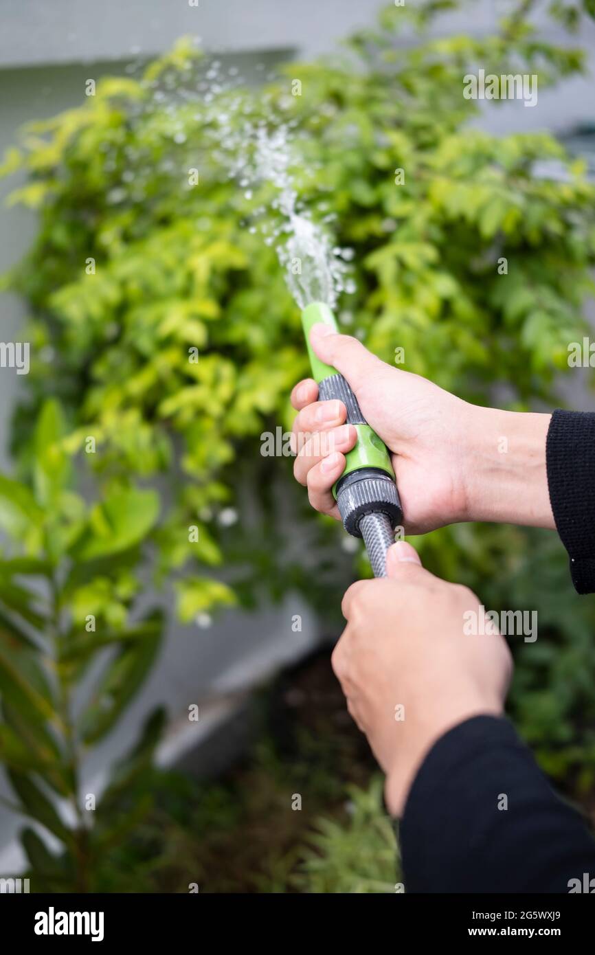 Gardener holding hose watering trees Stock Photo Alamy