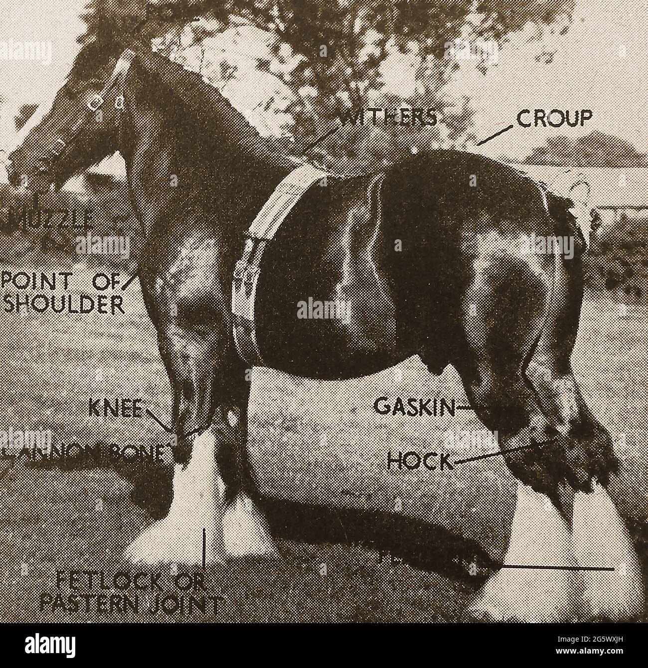 An early printed photo of an English Shire Horse showing  terms used for various points of its body (point of shoulder, muzzle, withers, croup, knee,cannon bone, gaskin, hock and fetlock).  Usually black, bay, or grey in colour , they are a tall strong breed, and hold  world records  for the largest horse and  tallest horse.  Because of their strength they were traditionally used for farm work and for pulling carts, barges etc. Stock Photo