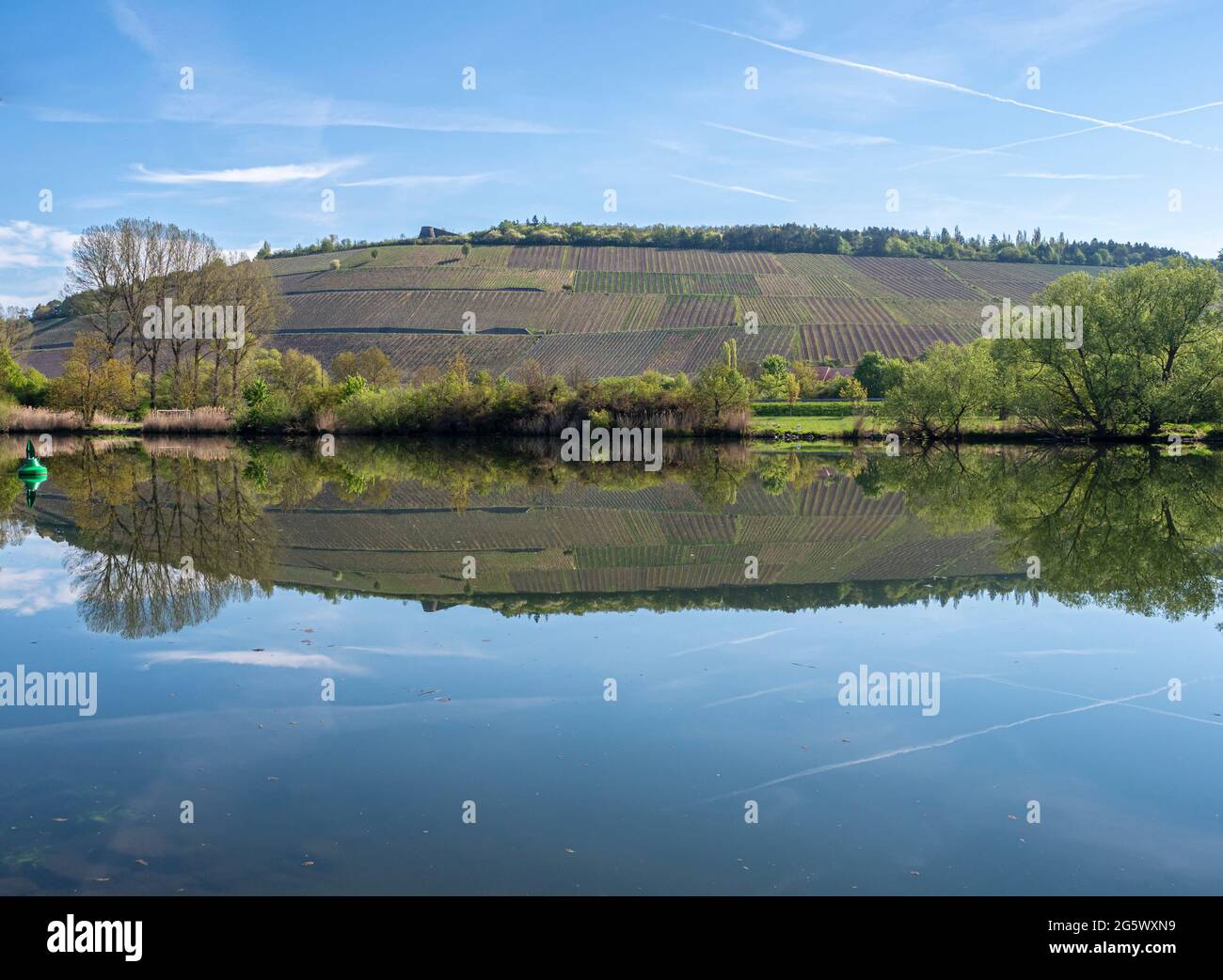 Vineyards are reflected in the water of the Main river, east of Wuerzburg near Randersacker, Germany Stock Photo