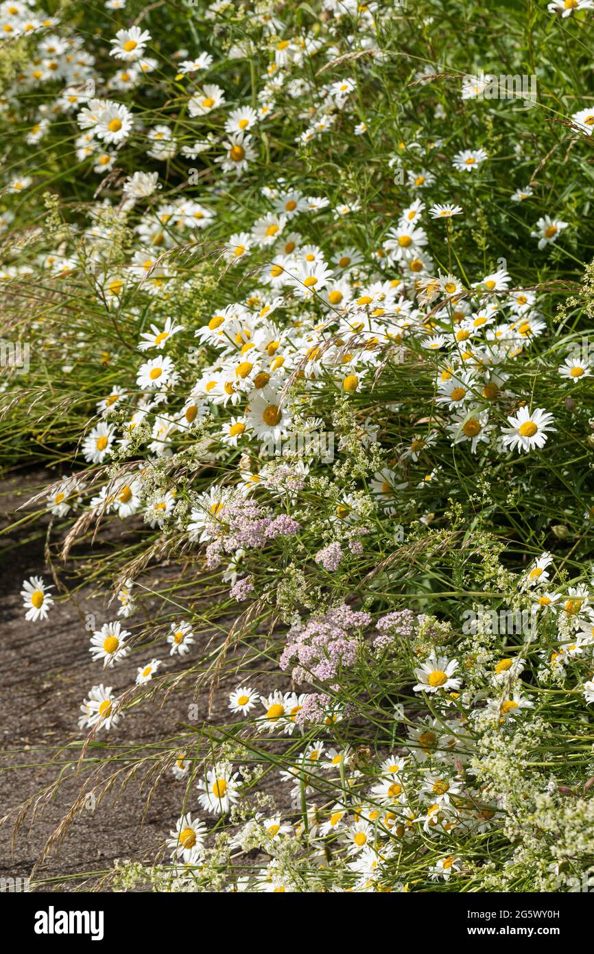 Oxeye Daisies flowering amongst grasses in June on a roadside verge in Wiltshire, England, UK Stock Photo