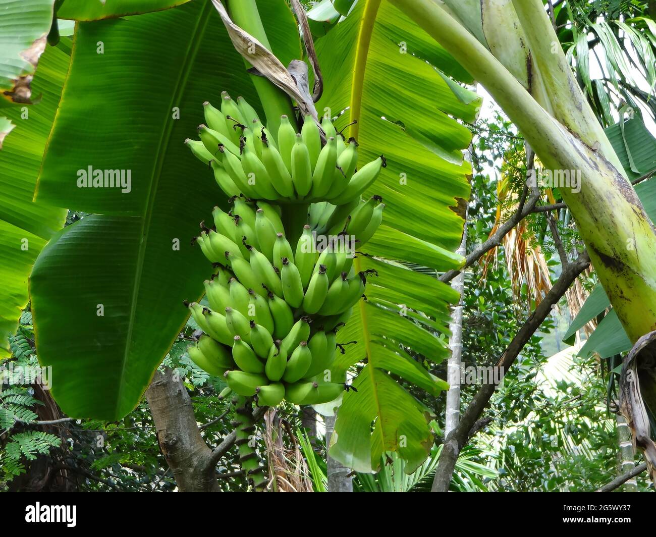 Bananas growing in a tree in the jungle Stock Photo Alamy