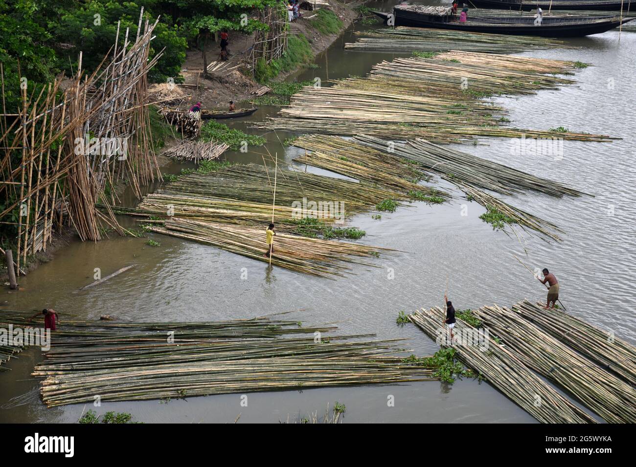 Bamboo sticks are seen on a Bamboo market in Bangladesh, on 30 June 2021 Stock Photo Alamy