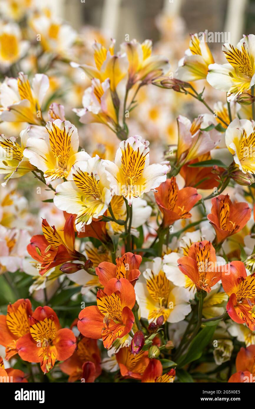Close up of a bright colourful display of white and orange Alstroemeria flowering in an English summer garden, England, UK Stock Photo