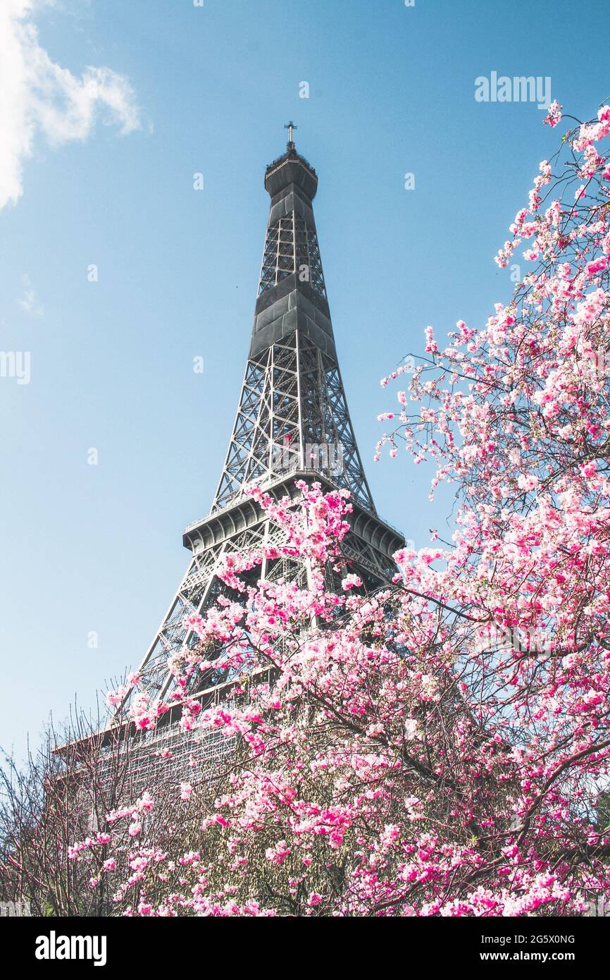 The Eiffel Tower in Paris, France, surrounded by pink cherry blossom  flowers in spring Stock Photo - Alamy