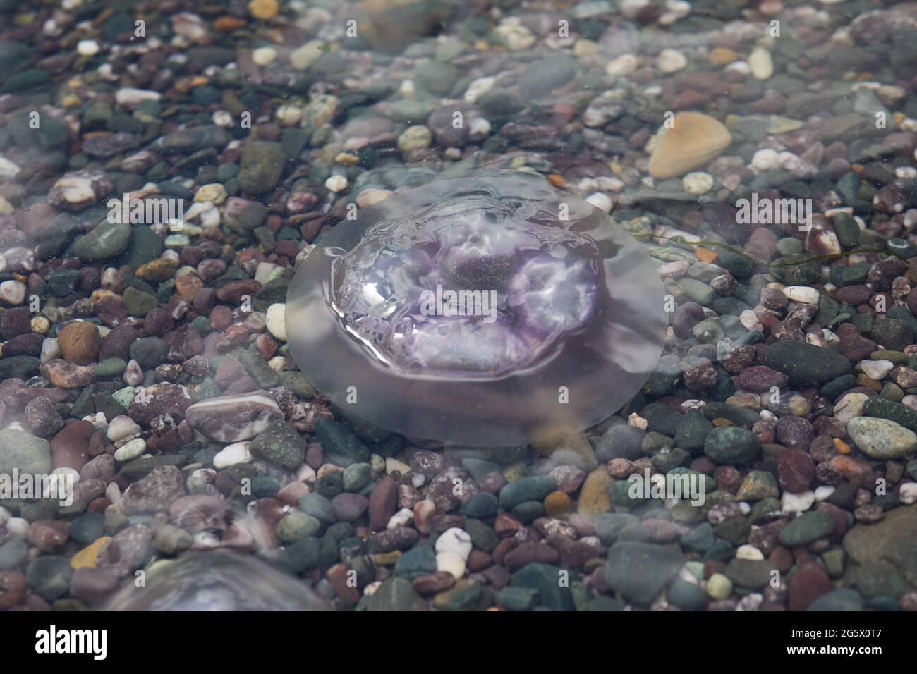 jellyfish floating in the water the sea near the beach Stock Photo - Alamy
