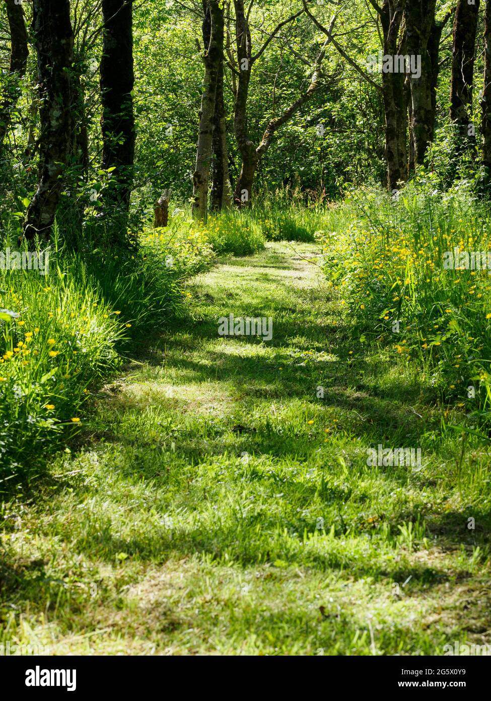 Summer in woods uk hi-res stock photography and images - Alamy