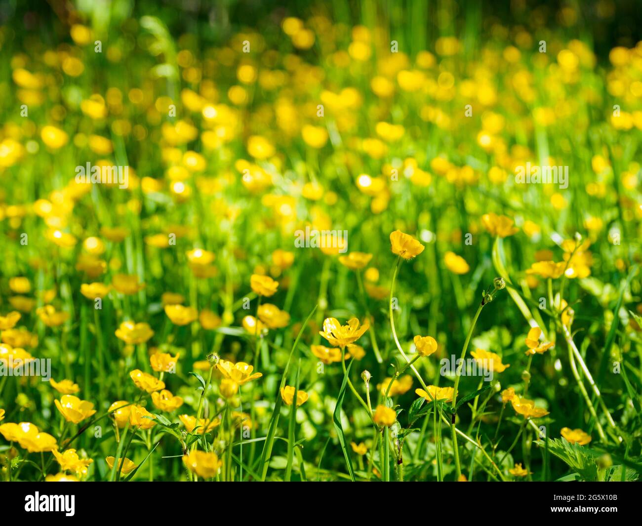 Summer meadow wildflowers uk hi-res stock photography and images - Alamy