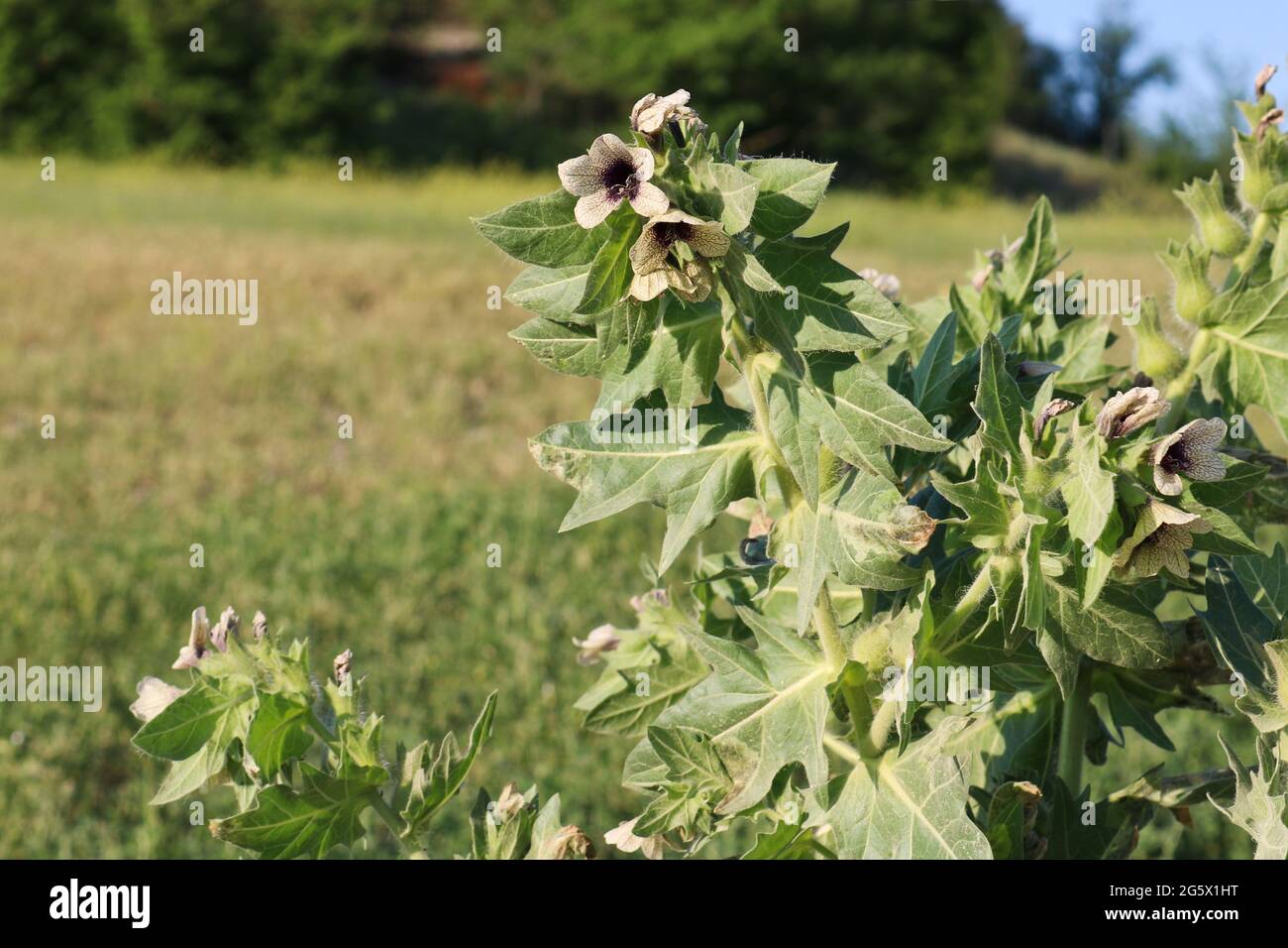 Black henbane (Hyoscyamus niger), a flowering poisonous plant