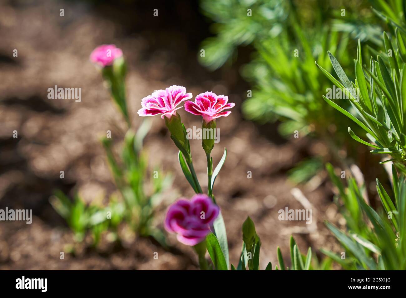 Carnation Pink Kisses Latin name Dianthus Pink Kisses Stock Photo