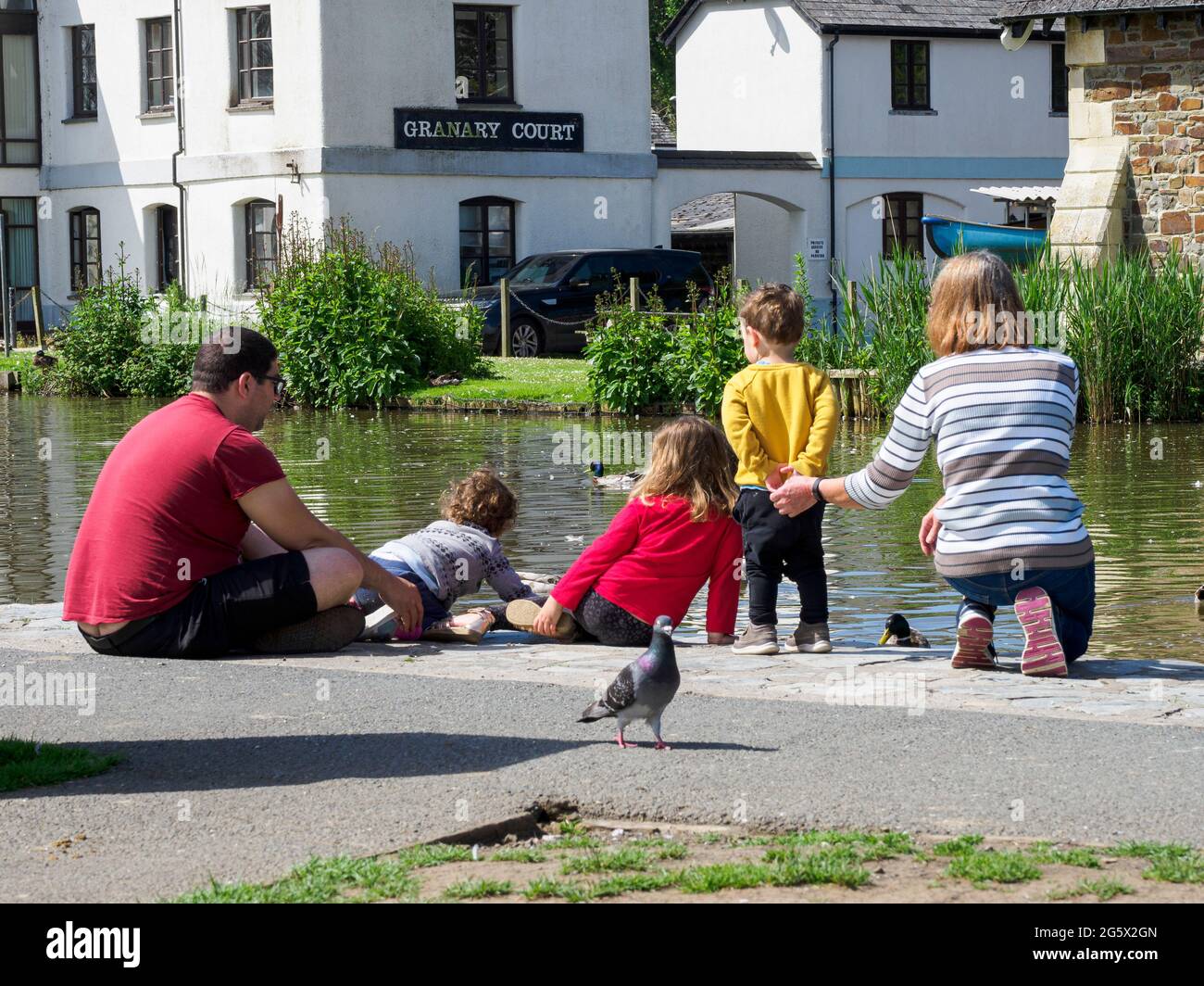 Family feeding ducks on the Bude canal, Cornwall, UK Stock Photo