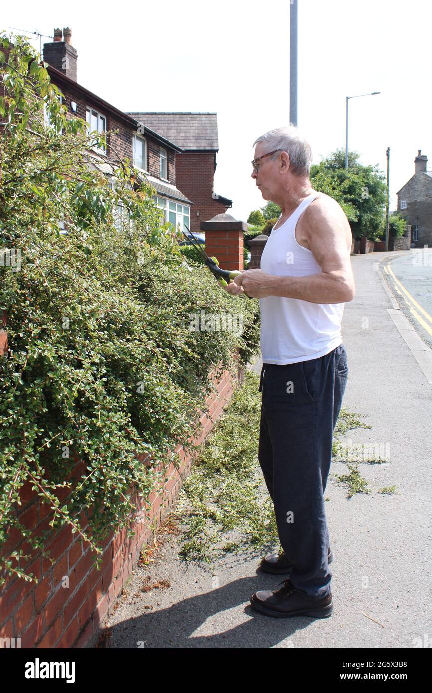 Old man cutting hedge with shears wearing a white vest and jogger bottoms. Lancashire, UK Stock Photo