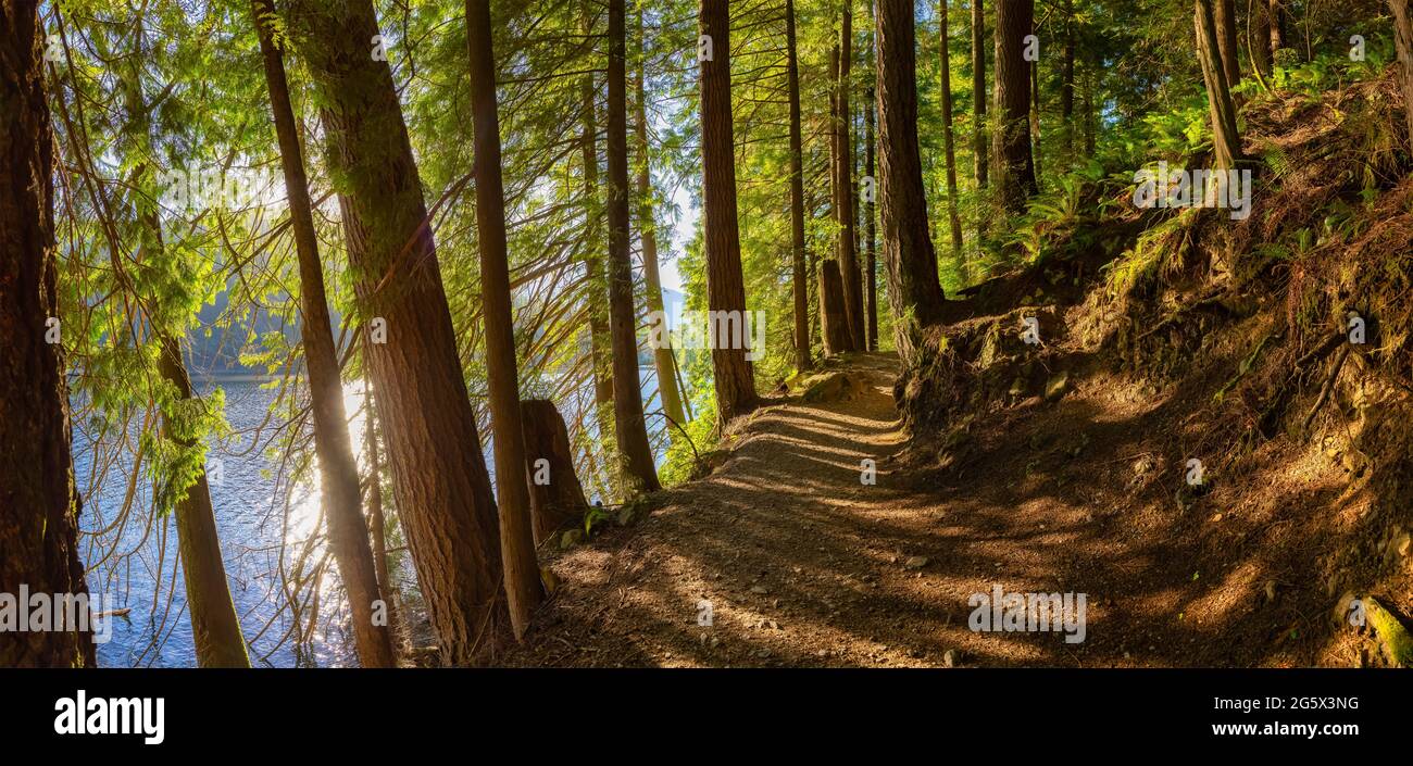 Hiking Path in Green and Vibrant Rain Forest Stock Photo - Alamy