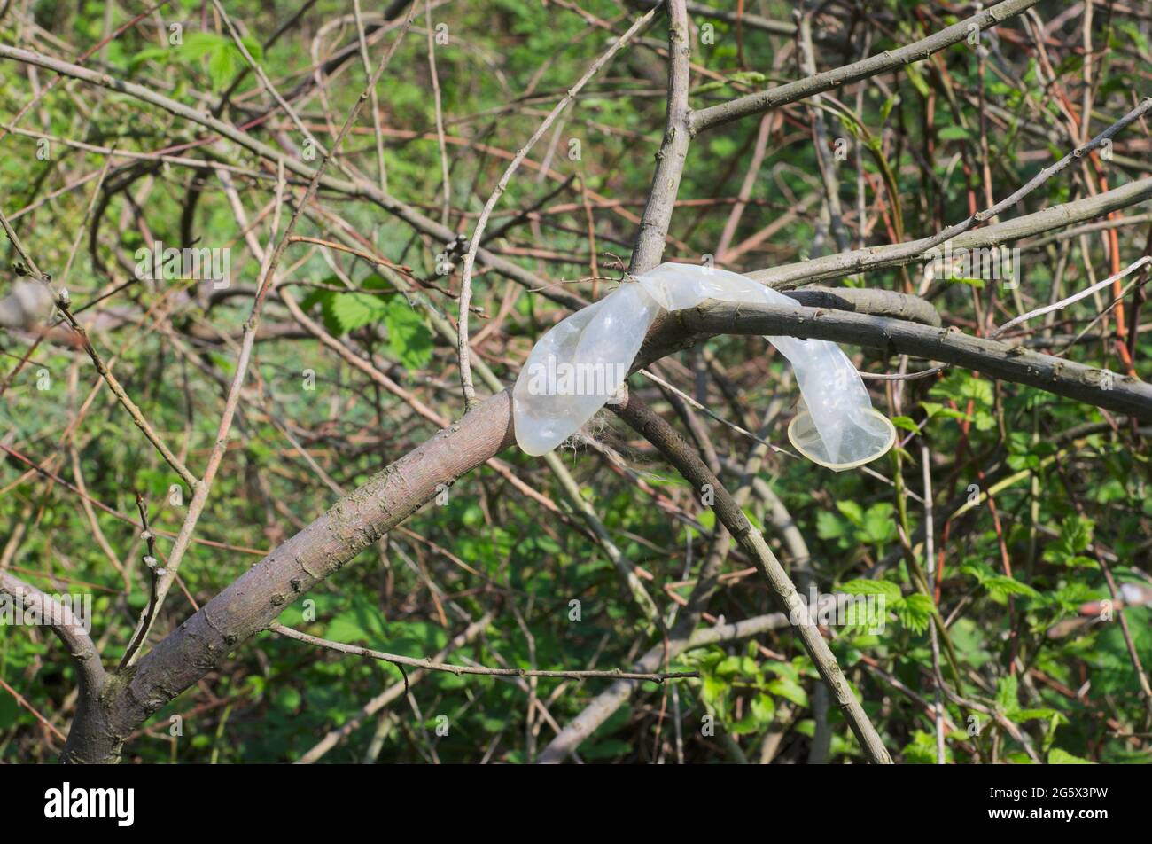 used condom abandoned on a bush Stock Photo