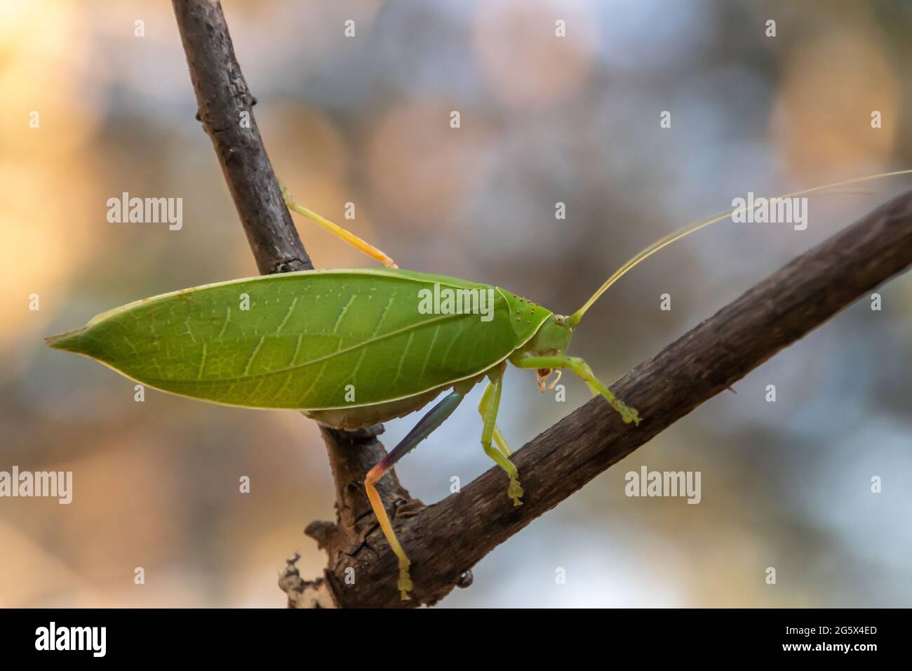 Leaf mimic katydid in Zambia, Africa Stock Photo