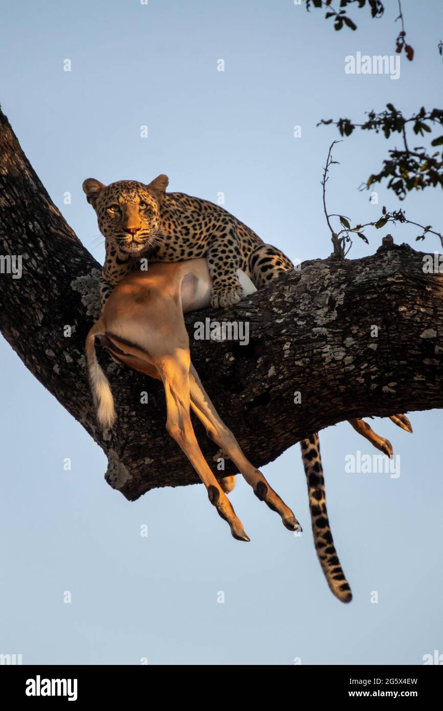 Leopard in a tree with a dead impala in Zambia Stock Photo