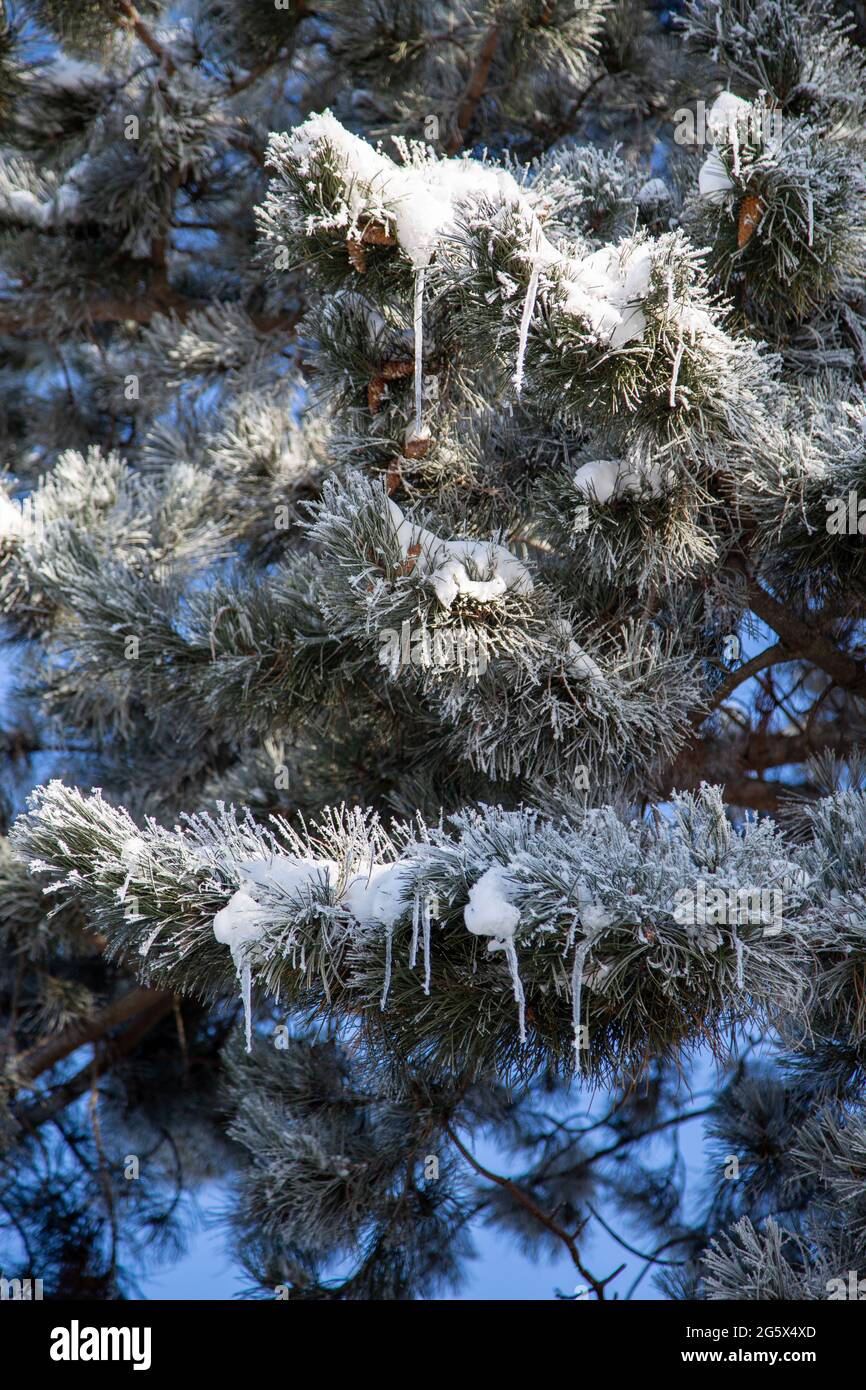 Snow frosted tree branches hi-res stock photography and images - Alamy