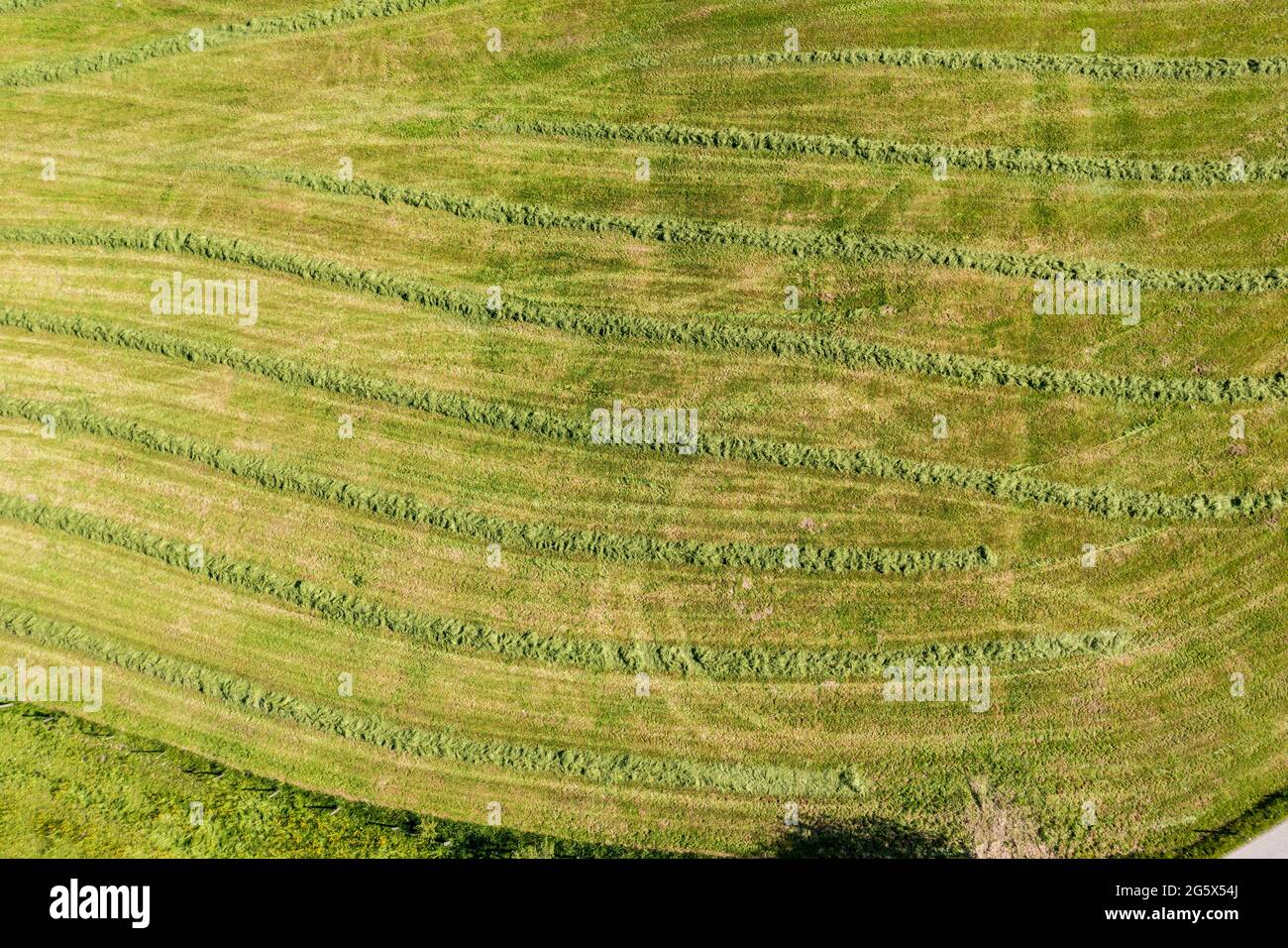 Drone shot of drying hay on a field, Allgaeu, Bavaria, Germany Stock Photo