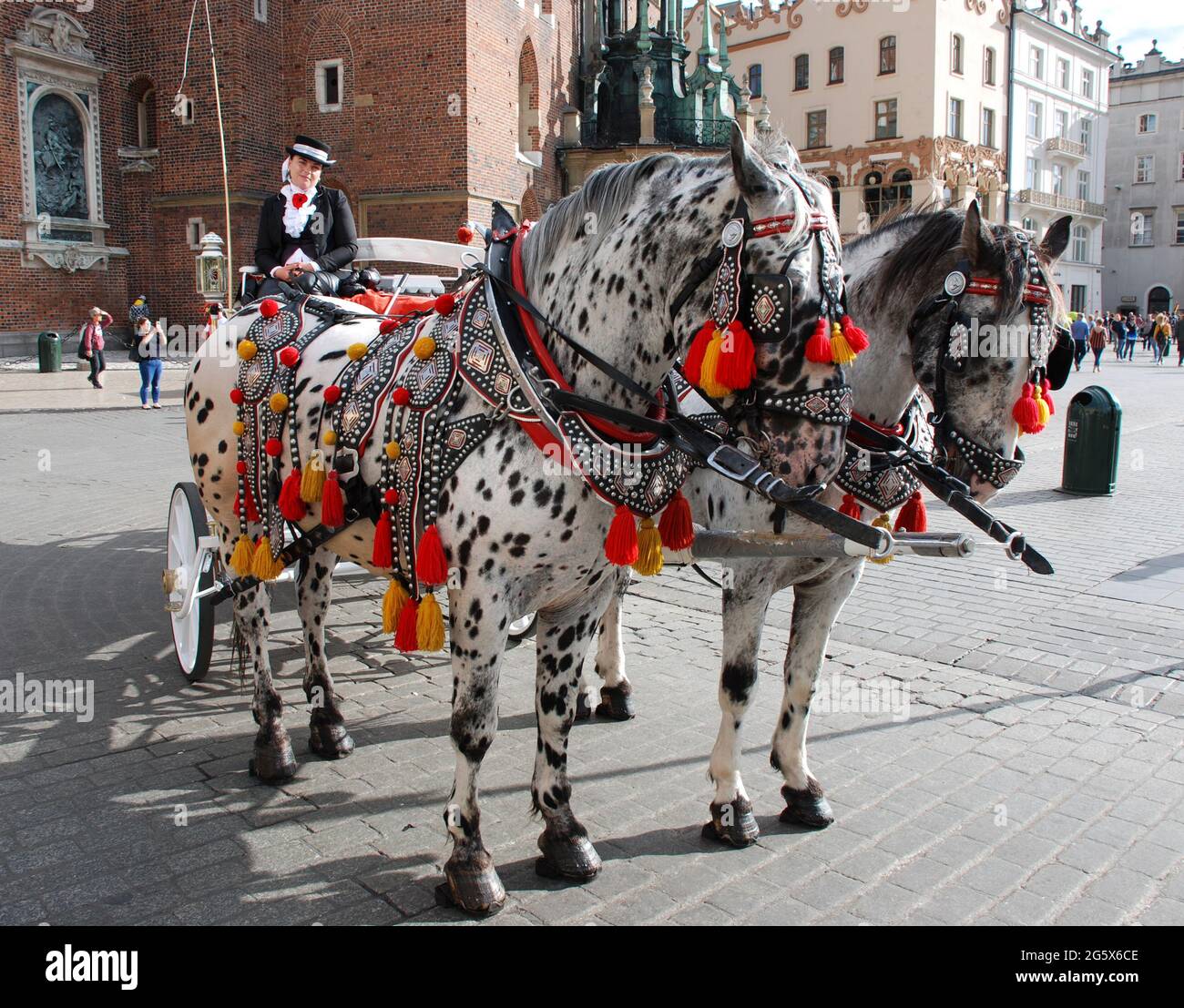 Decorated horses and carriage waiting for tourist passengers for tour of Krakow sights, Poland Stock Photo