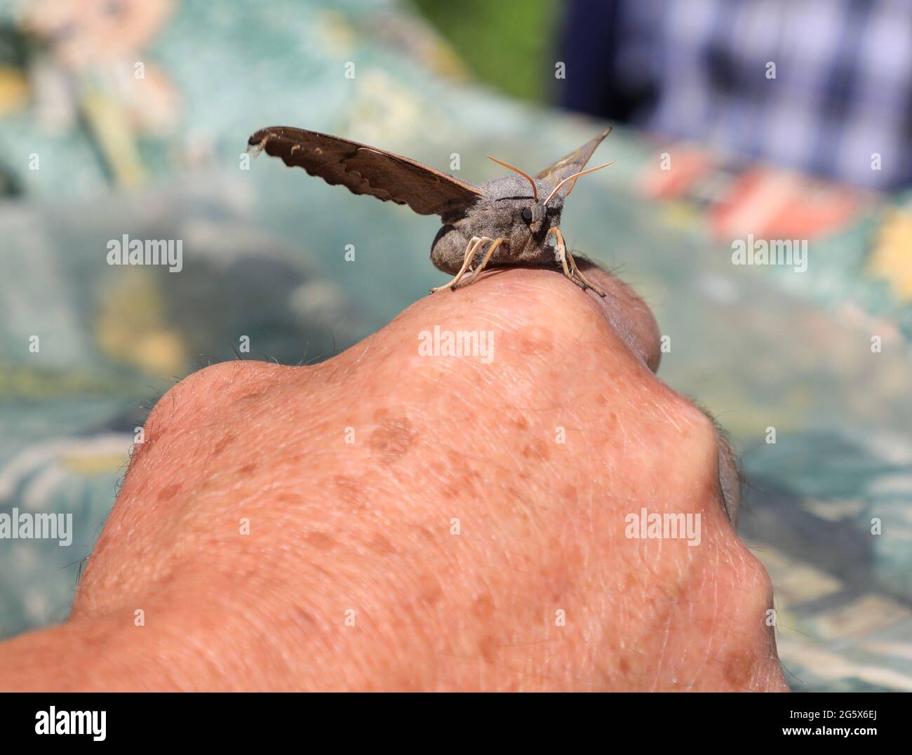 An Eyed hawk-moth (Smerinthus ocellatus) resting on a man's hand, Norfolk, England, UK Stock Photo